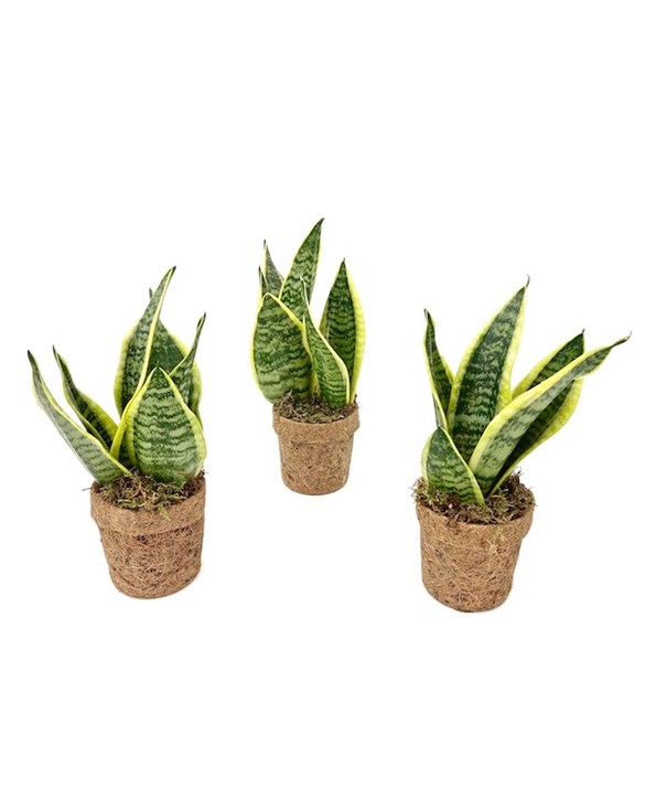 Sansevieria 30cm